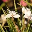 Rhodoxis 'Fairy Snow' - Rhodoxis 'Fairy Snow'