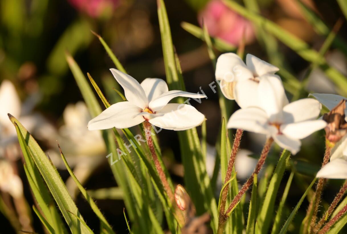 Rhodoxis 'Fairy Snow' - Rhodoxis 'Fairy Snow'