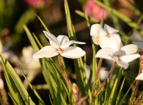 Rhodoxis 'Fairy Snow' - Rhodoxis 'Fairy Snow'