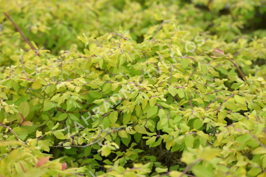 Pámelník Chenaultův 'Brain de Soleil' - Symphoricarpos chenaultii 'Brain de Soleil'