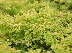 Pámelník Chenaultův 'Brain de Soleil' - Symphoricarpos chenaultii 'Brain de Soleil'