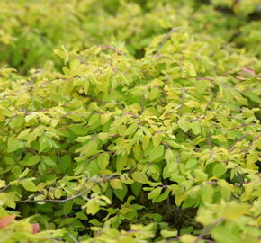 Pámelník Chenaultův 'Brain de Soleil' - Symphoricarpos chenaultii 'Brain de Soleil'