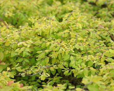 Pámelník Chenaultův 'Brain de Soleil'