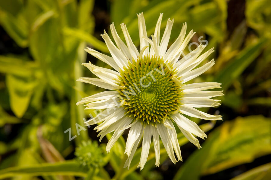 Třapatkovka 'Verdana' - Echinacea purpurea 'Verdana'