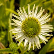 Třapatkovka 'Verdana' - Echinacea purpurea 'Verdana'