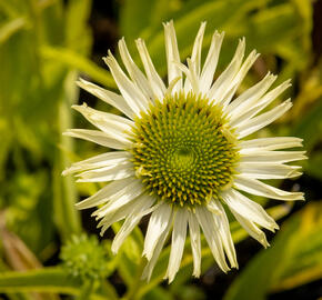 Třapatkovka 'Verdana' - Echinacea purpurea 'Verdana'