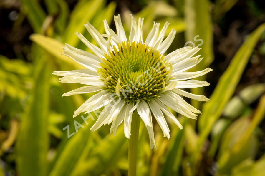 Třapatkovka 'Verdana' - Echinacea purpurea 'Verdana'