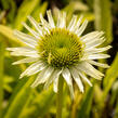 Třapatkovka 'Verdana' - Echinacea purpurea 'Verdana'