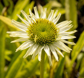 Třapatkovka 'Verdana' - Echinacea purpurea 'Verdana'