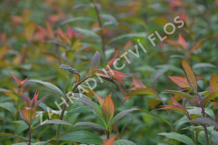 Tavolník japonský 'Magnum Rose' - Spiraea japonica 'Magnum Rose'