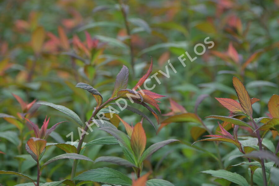 Tavolník japonský 'Magnum Rose' - Spiraea japonica 'Magnum Rose'