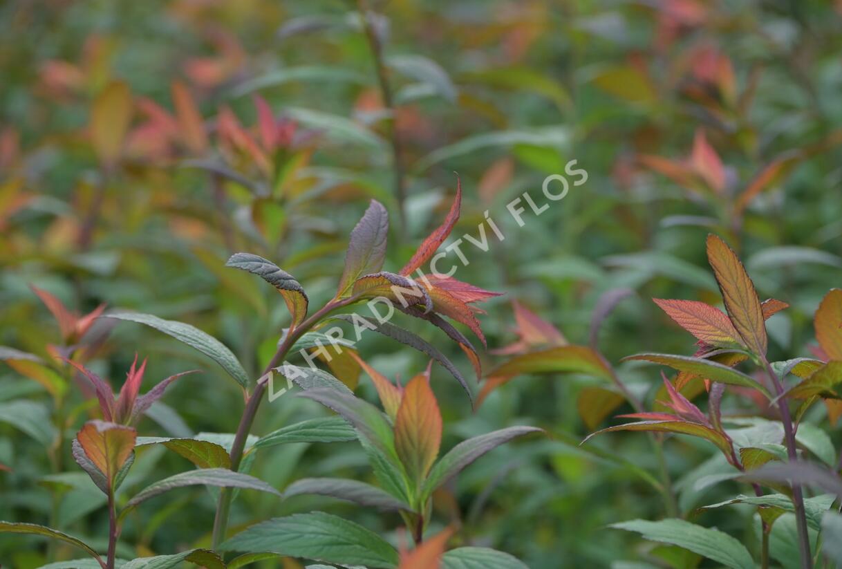 Tavolník japonský 'Magnum Rose' - Spiraea japonica 'Magnum Rose'