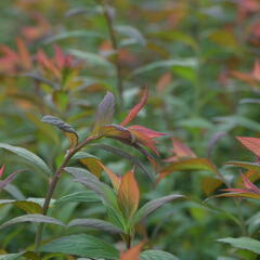 Tavolník japonský 'Magnum Rose' - Spiraea japonica 'Magnum Rose'