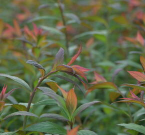 Tavolník japonský 'Magnum Rose' - Spiraea japonica 'Magnum Rose'