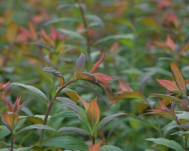 Tavolník japonský 'Magnum Rose'