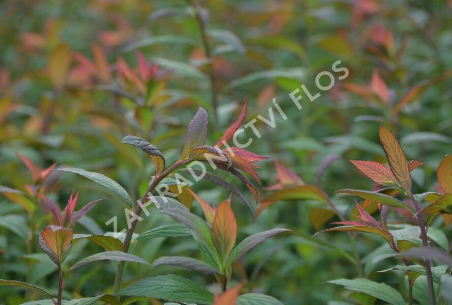 Tavolník japonský 'Magnum Rose' - Spiraea japonica 'Magnum Rose'