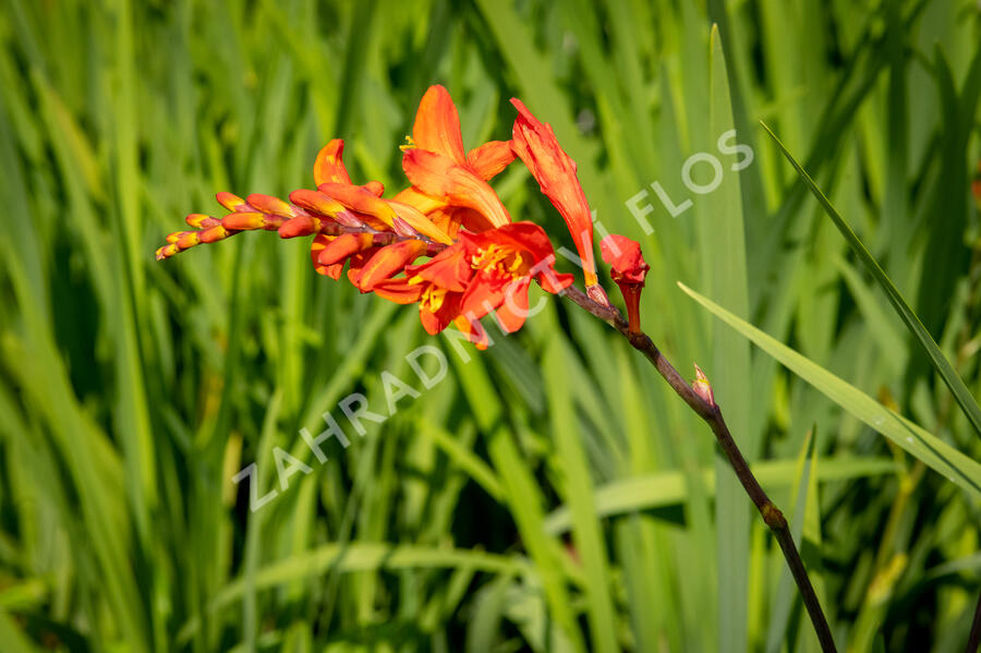Křešina, montbrécie 'Constance' - Crocosmia 'Constance'