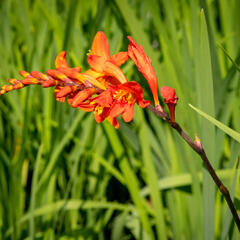 Křešina, montbrécie 'Constance' - Crocosmia 'Constance'