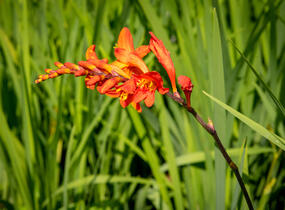 Křešina, montbrécie 'Constance' - Crocosmia 'Constance'