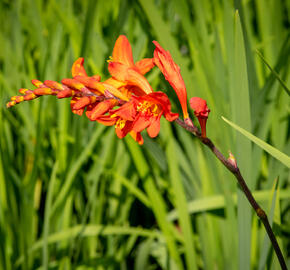 Křešina, montbrécie 'Constance' - Crocosmia 'Constance'