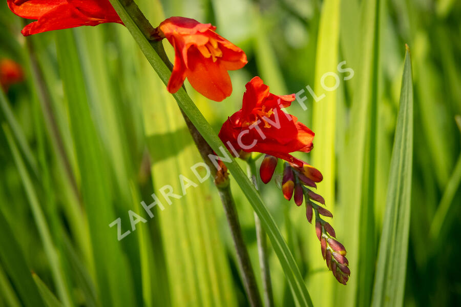 Křešina, montbrécie 'Constance' - Crocosmia 'Constance'