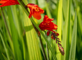 Křešina, montbrécie 'Constance' - Crocosmia 'Constance'