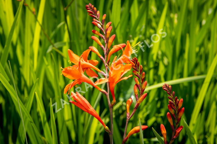 Křešina, montbrécie 'Constance' - Crocosmia 'Constance'