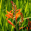 Křešina, montbrécie 'Constance' - Crocosmia 'Constance'
