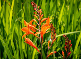 Křešina, montbrécie 'Constance' - Crocosmia 'Constance'