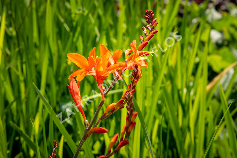 Křešina, montbrécie 'Constance' - Crocosmia 'Constance'