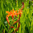 Křešina, montbrécie 'Constance' - Crocosmia 'Constance'