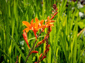Křešina, montbrécie 'Constance' - Crocosmia 'Constance'