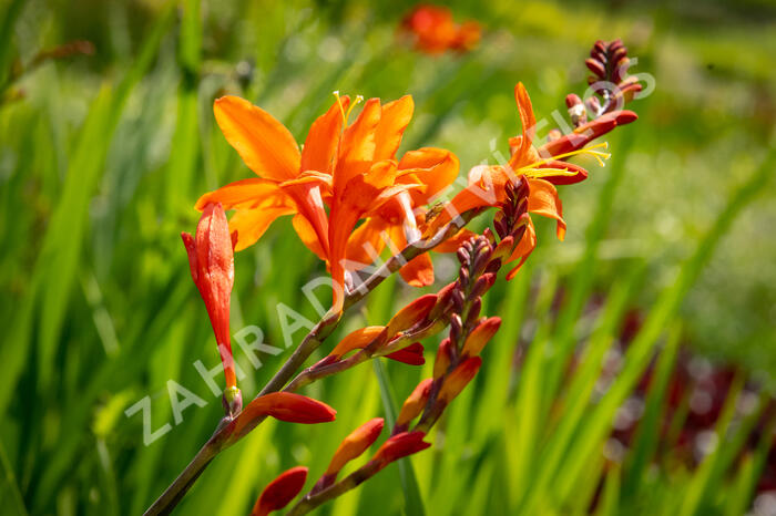 Křešina, montbrécie 'Constance' - Crocosmia 'Constance'