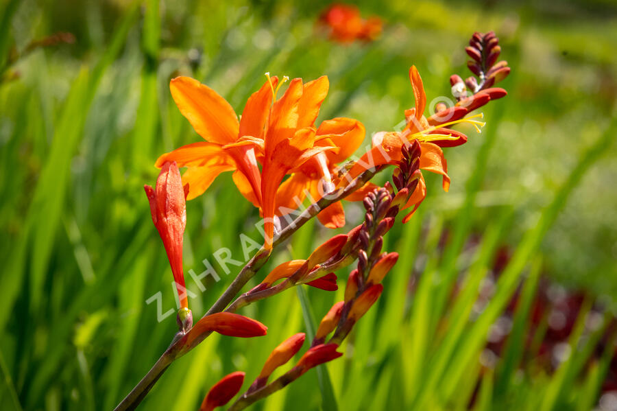 Křešina, montbrécie 'Constance' - Crocosmia 'Constance'