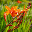 Křešina, montbrécie 'Constance' - Crocosmia 'Constance'