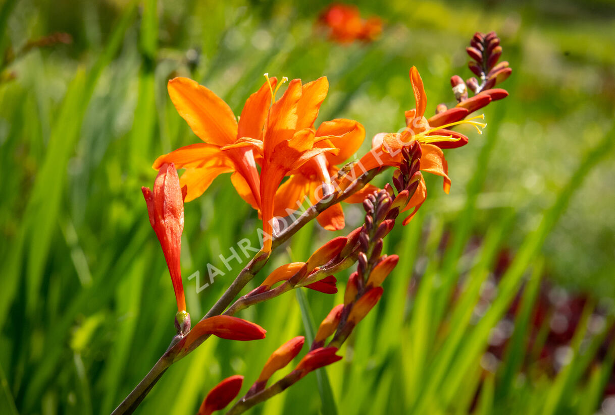 Křešina, montbrécie 'Constance' - Crocosmia 'Constance'