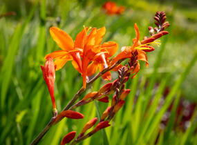 Křešina, montbrécie 'Constance' - Crocosmia 'Constance'