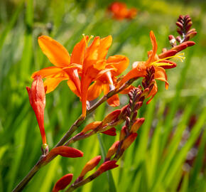 Křešina, montbrécie 'Constance' - Crocosmia 'Constance'