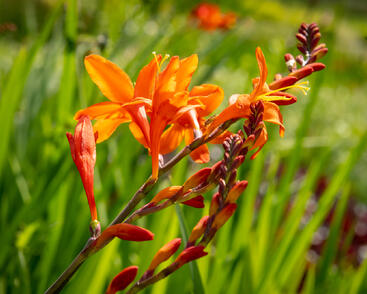 Křešina, montbrécie 'Constance'