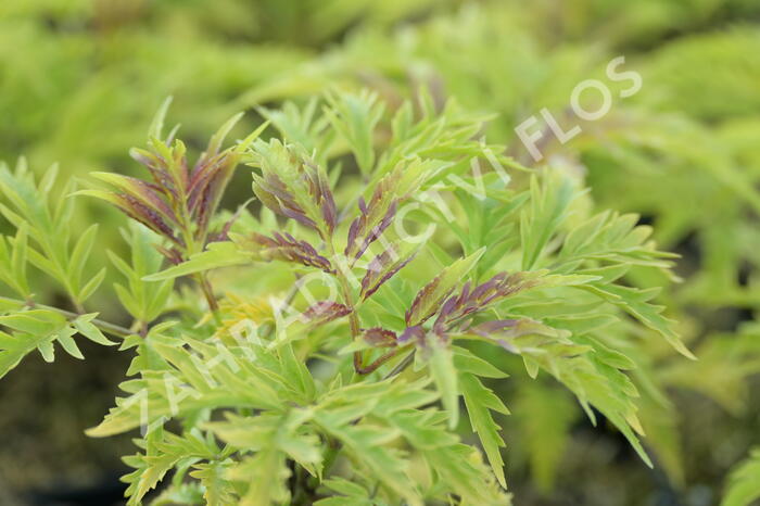 Bez hroznatý 'Sutherland Gold' - Sambucus racemosa 'Sutherland Gold'