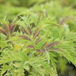 Bez hroznatý 'Sutherland Gold' - Sambucus racemosa 'Sutherland Gold'