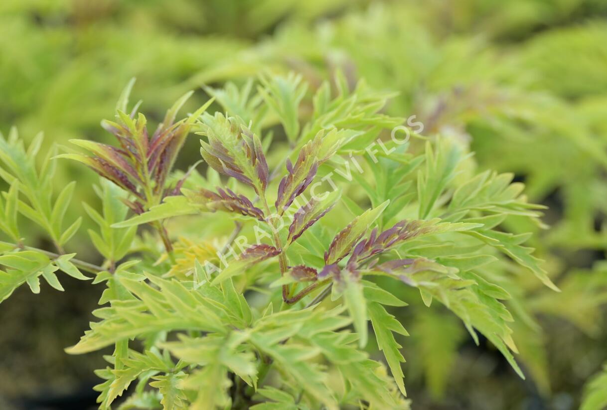 Bez hroznatý 'Sutherland Gold' - Sambucus racemosa 'Sutherland Gold'