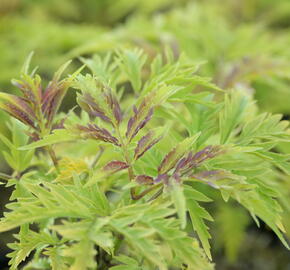 Bez hroznatý 'Sutherland Gold' - Sambucus racemosa 'Sutherland Gold'