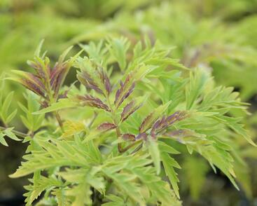 Bez hroznatý 'Sutherland Gold'