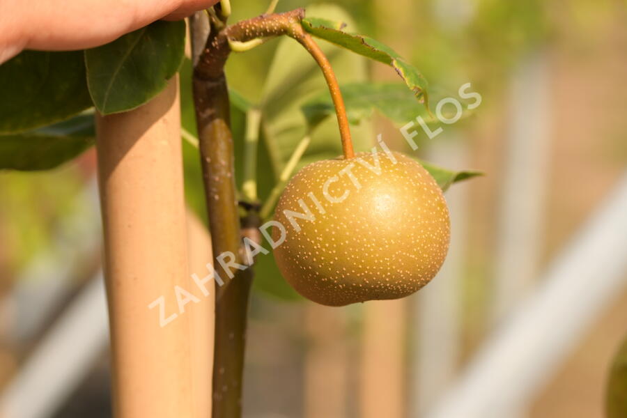 Hrušeň asijská - nashi 'Chosuko' - Pyrus pyrifolia 'Chosuko'