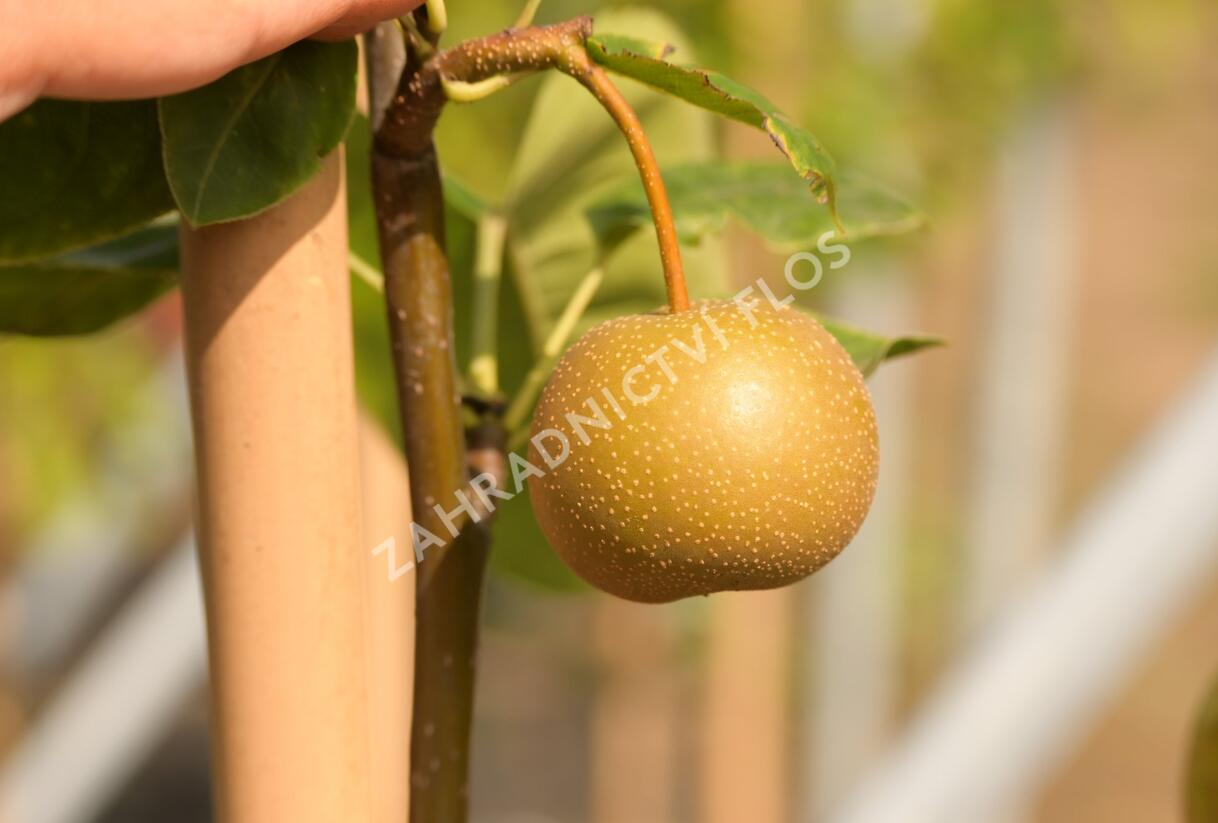 Hrušeň asijská, nashi podzimní 'Chosuko' - Pyrus pyrifolia 'Chosuko'