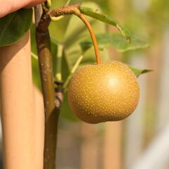 Hrušeň asijská - nashi 'Chosuko' - Pyrus pyrifolia 'Chosuko'