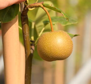 Hrušeň asijská - nashi 'Chosuko' - Pyrus pyrifolia 'Chosuko'