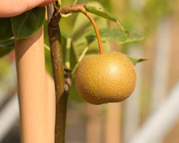 Hrušeň asijská, nashi podzimní 'Chosuko'