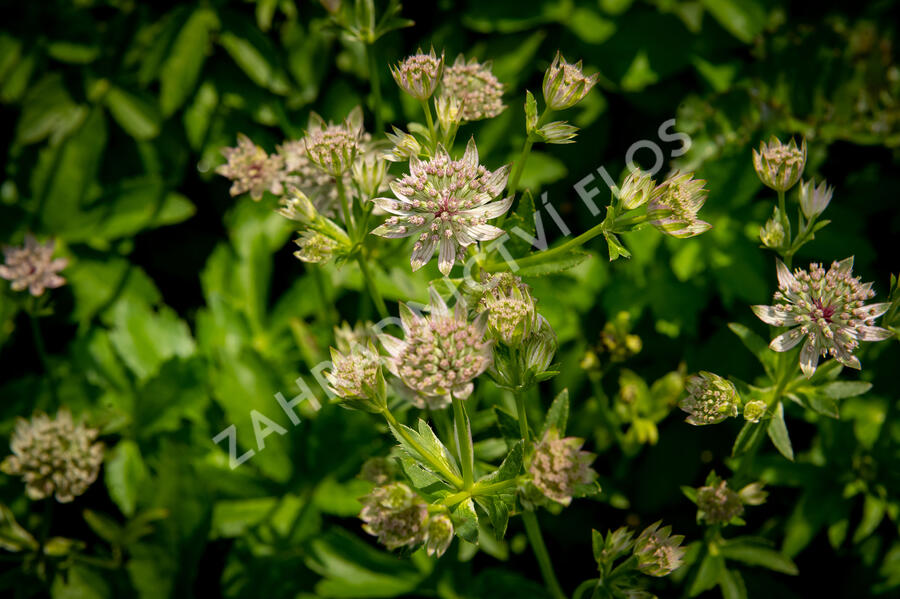 Jarmanka větší 'Florence' - Astrantia major 'Florence'